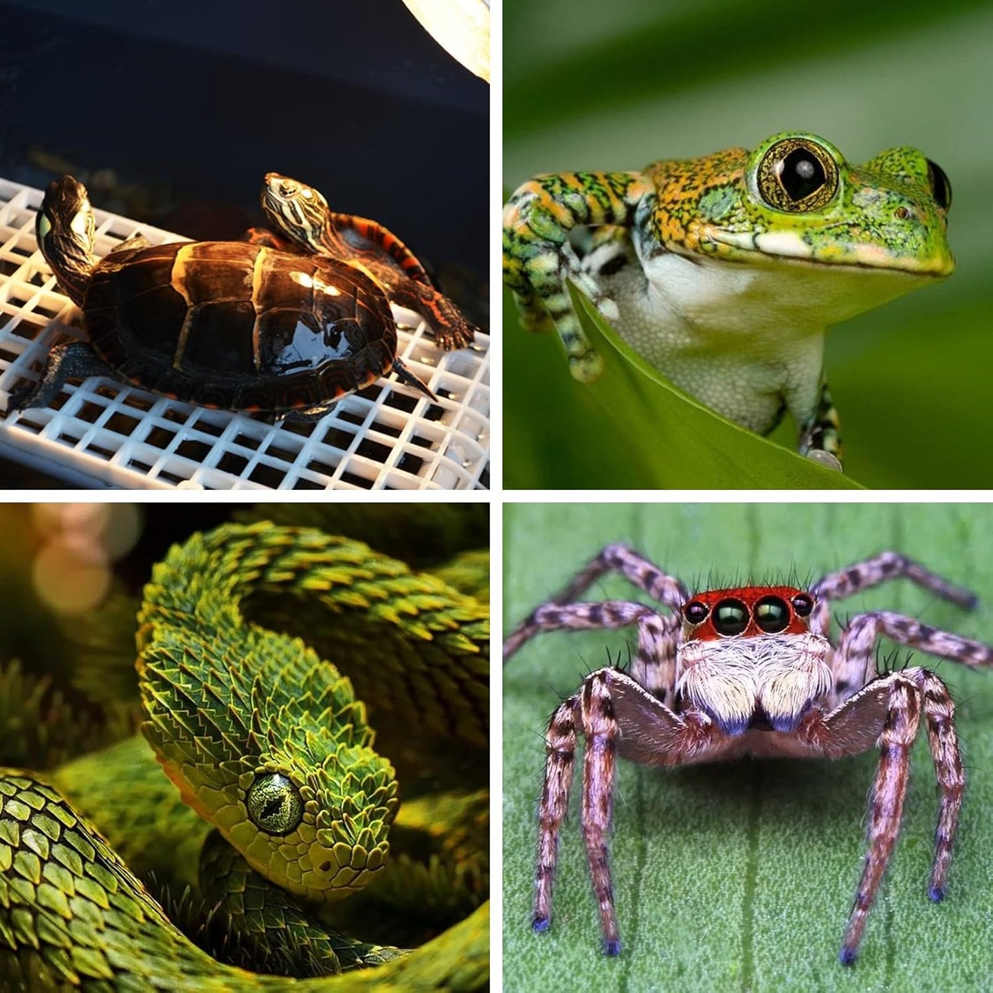 LUNEKUCK Lampe Tortue Lampe Chauffante Lampe Reptile Température...